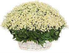 Цветочная композиция из Ромашки в корзине #REPLACE_PRED# Спасске Кемеровской области